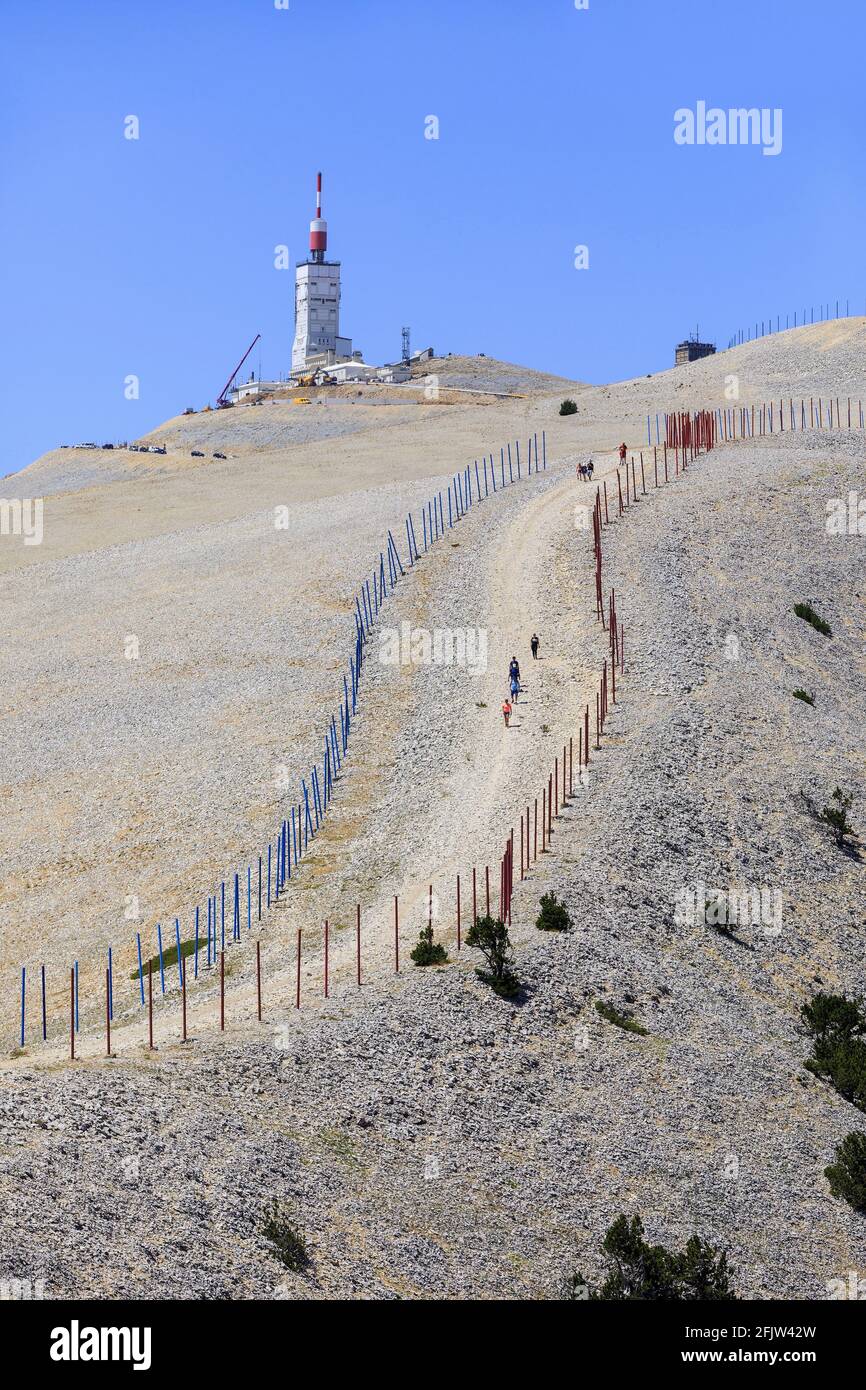 Frankreich, Vaucluse, Parc Naturel Regional du Mont Ventoux, Bedoin, Mont Ventoux (1912m), Wanderung mit Guide, Route von Süden nach Norden zwei Seiten des Geant, der Kamm nach Süden nach links, Norden nach rechts, Blick auf den Gipfel Stockfoto