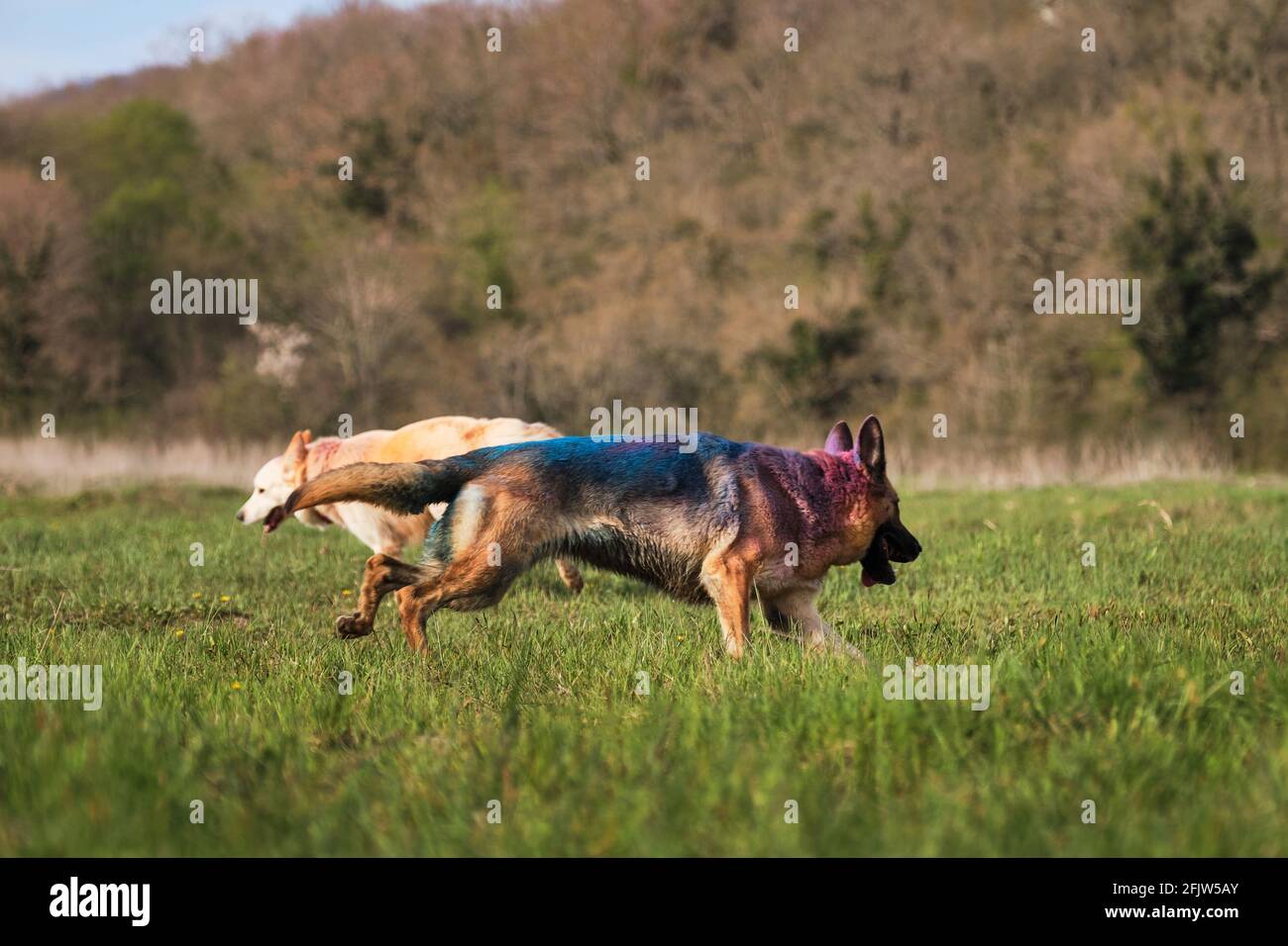 Deutscher Schäferhund und Halbbrüter weißer Schweizer Schäferhund laufen in Lichtung mit bunten trockenen Farben von holi bestreut herum. Indian Color Paint Festival. Stockfoto