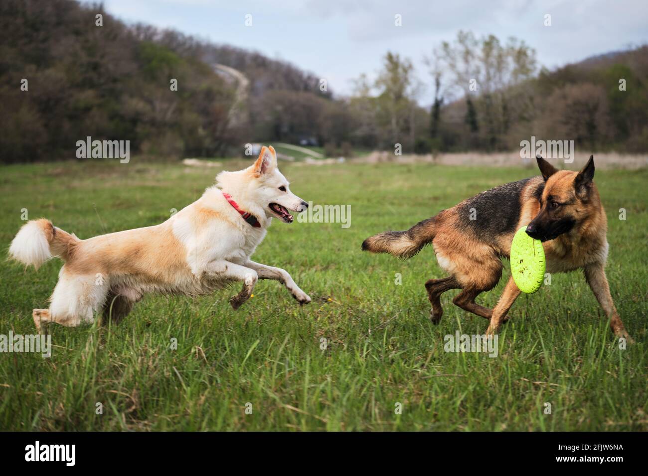 Deutscher Schäferhund und Halbbrüte weiße Schweizer Schäferhund laufen  schnell beim Lichtung auf dem grünen Gras und spielen zusammen. Gehen und  spielen Sie mit zwei Hunden in der gres Stockfotografie - Alamy