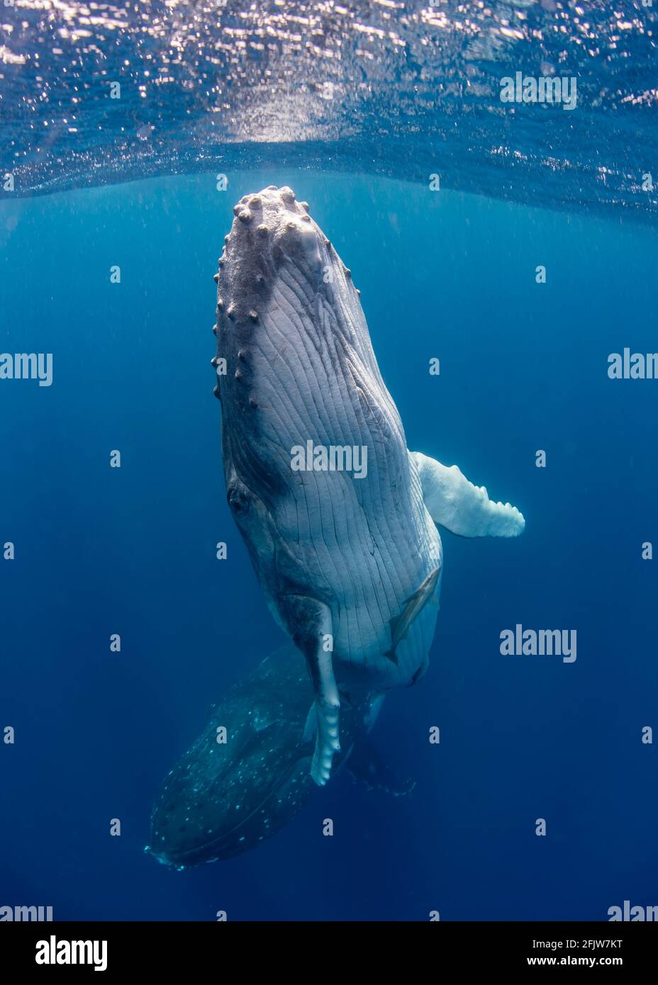 Buckelwal-Baby, das an die Oberfläche drängt, um zu brechen. Königreich Tonga Stockfoto