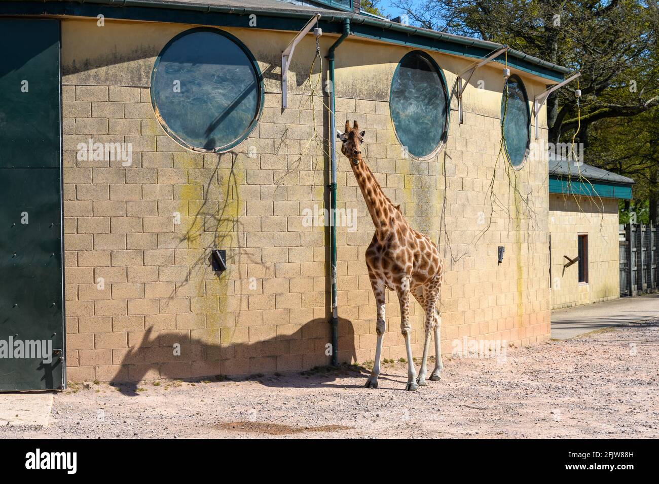 Rothschilds Giraffe im Marwell Zoo, Winchester, Hampshire, Großbritannien Stockfoto