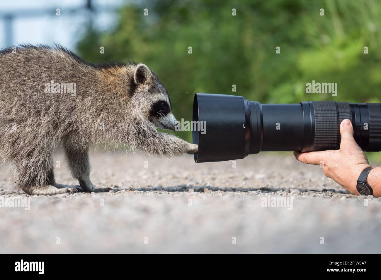 Ein Waschbär untersucht das Teleobjektiv eines Fotografen im Lynde Shores Conservation Area in Whitby, Ontario. Stockfoto