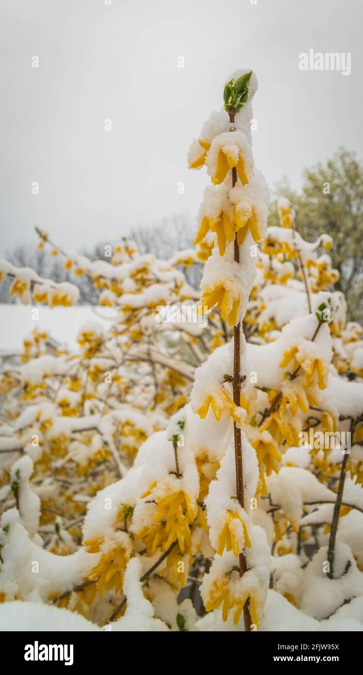 Frühling unterbrochen: Schnee bedeckt blühende Forsythia Stockfoto