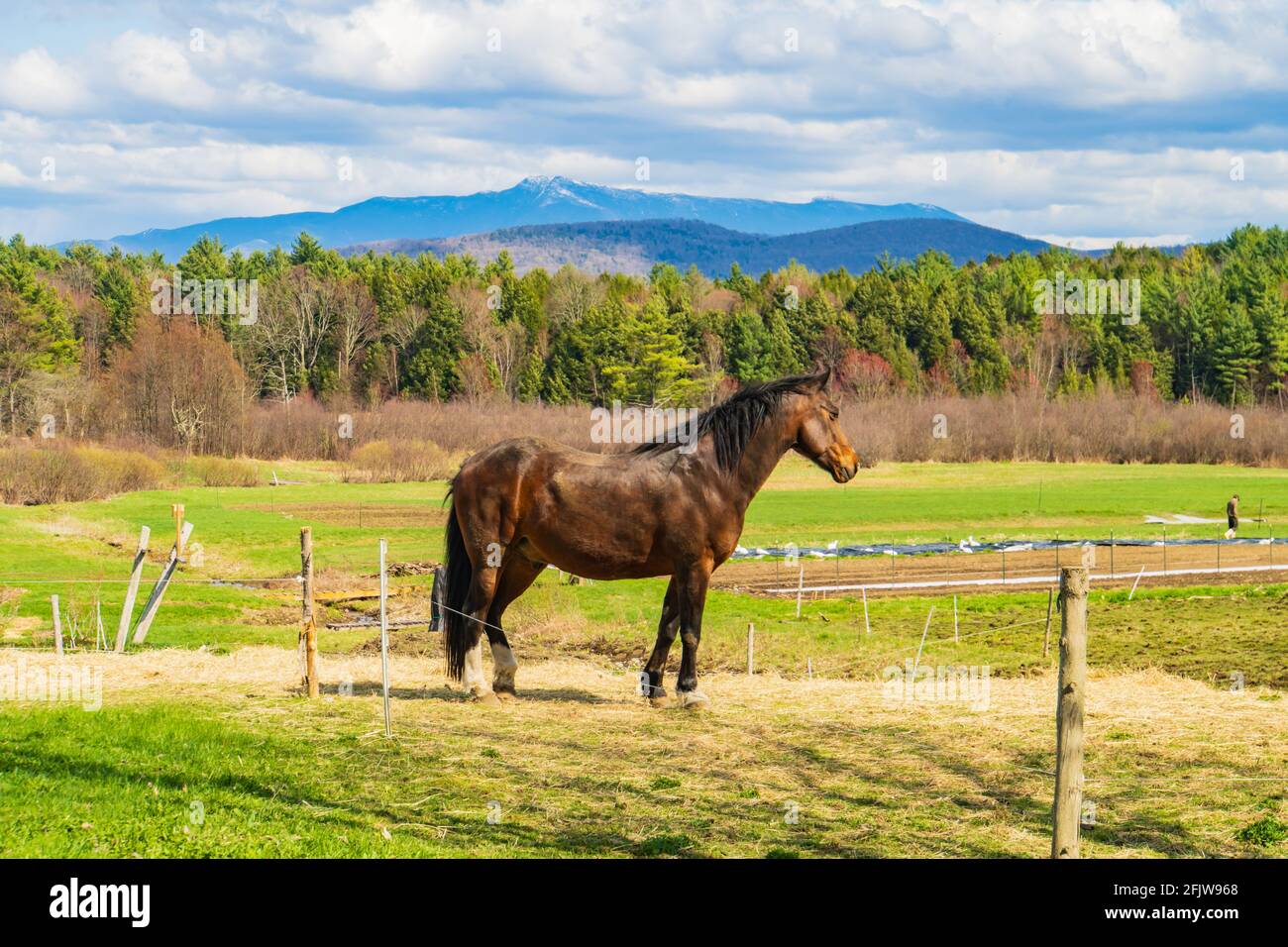 Brown Horse posiert vor dem Blick auf Mount Mansfield in der Feder Stockfoto