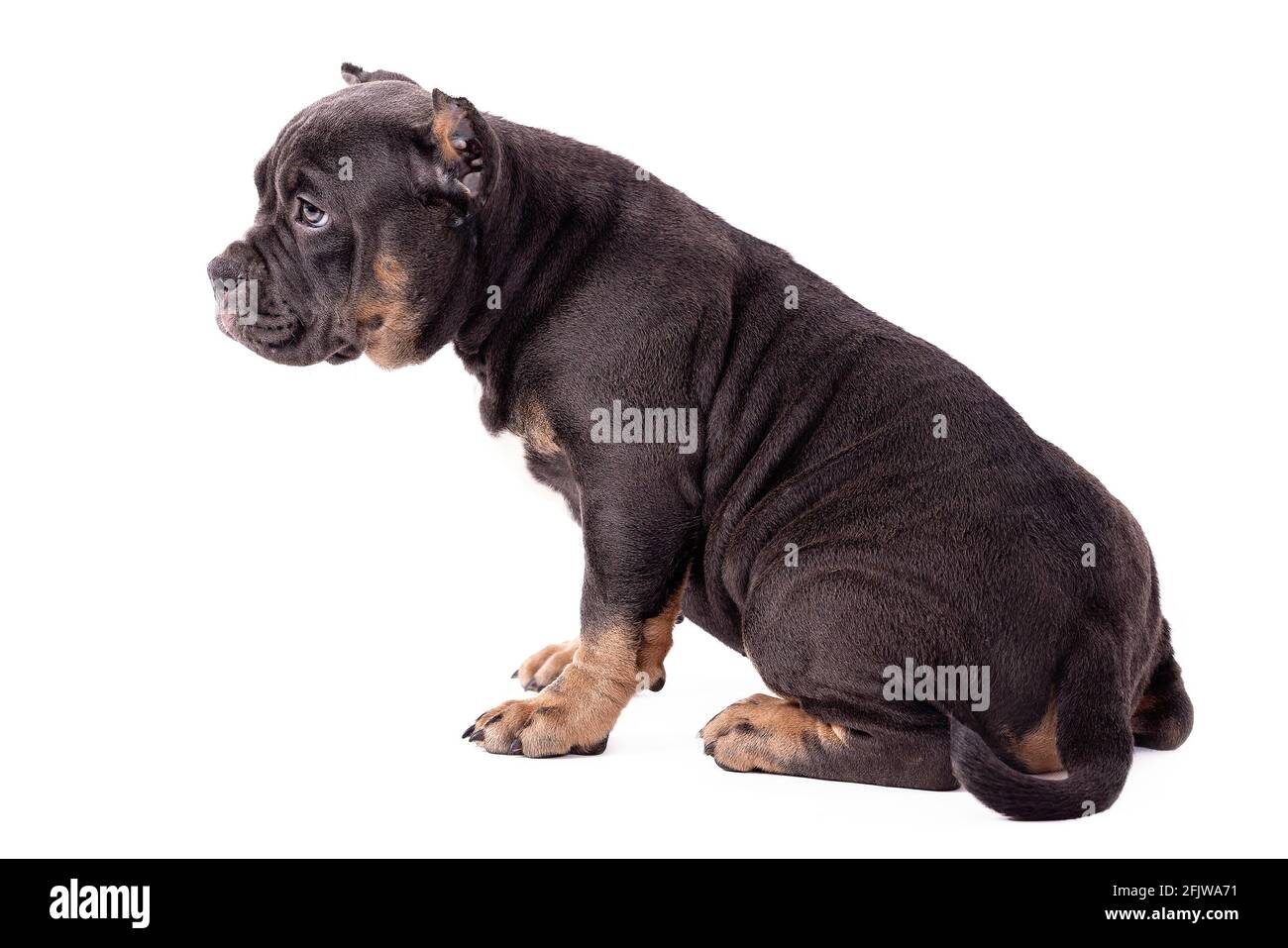 Ein Welpe der American Bully Rasse der tricolor Farbe. Eine neu geschaffene Begleithund Rasse in den Vereinigten Staaten. Isoliert auf weißem Hintergrund, c Stockfoto