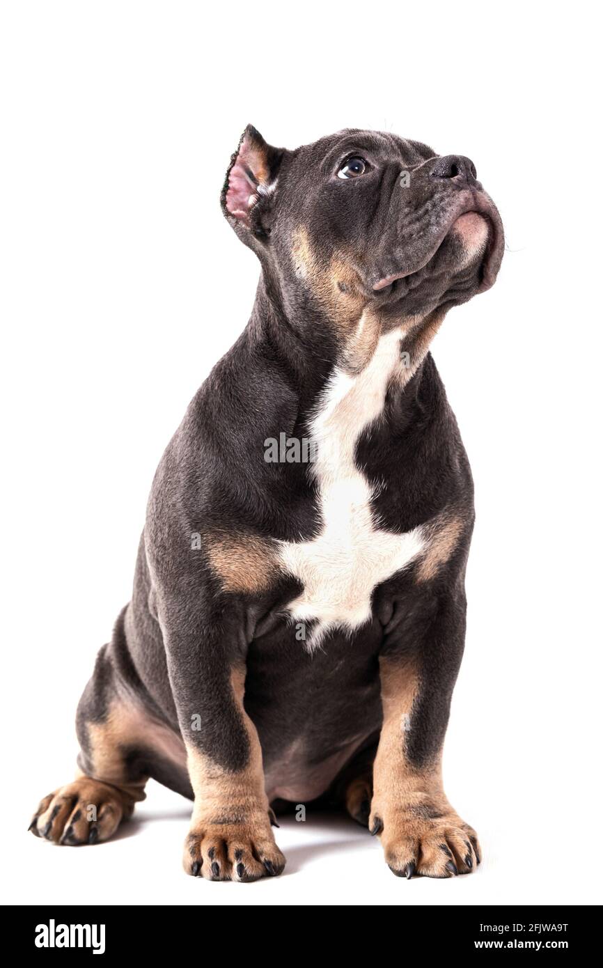 Ein Welpe der American Bully Rasse der tricolor Farbe. Eine neu geschaffene Begleithund Rasse in den Vereinigten Staaten. Isoliert auf weißem Hintergrund, c Stockfoto
