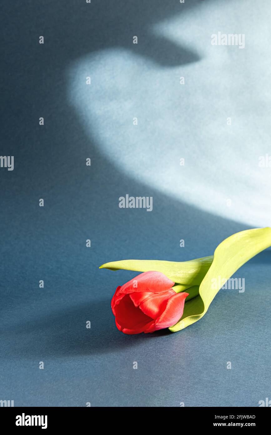 Leuchtend rote Tulpe mit grünen Blättern und hartem abstrakten Schatten auf dunkelblaugrauem Papier. Saisonaler Hintergrund mit einer Tulpe und großem Kopierbereich. Vertikal Stockfoto