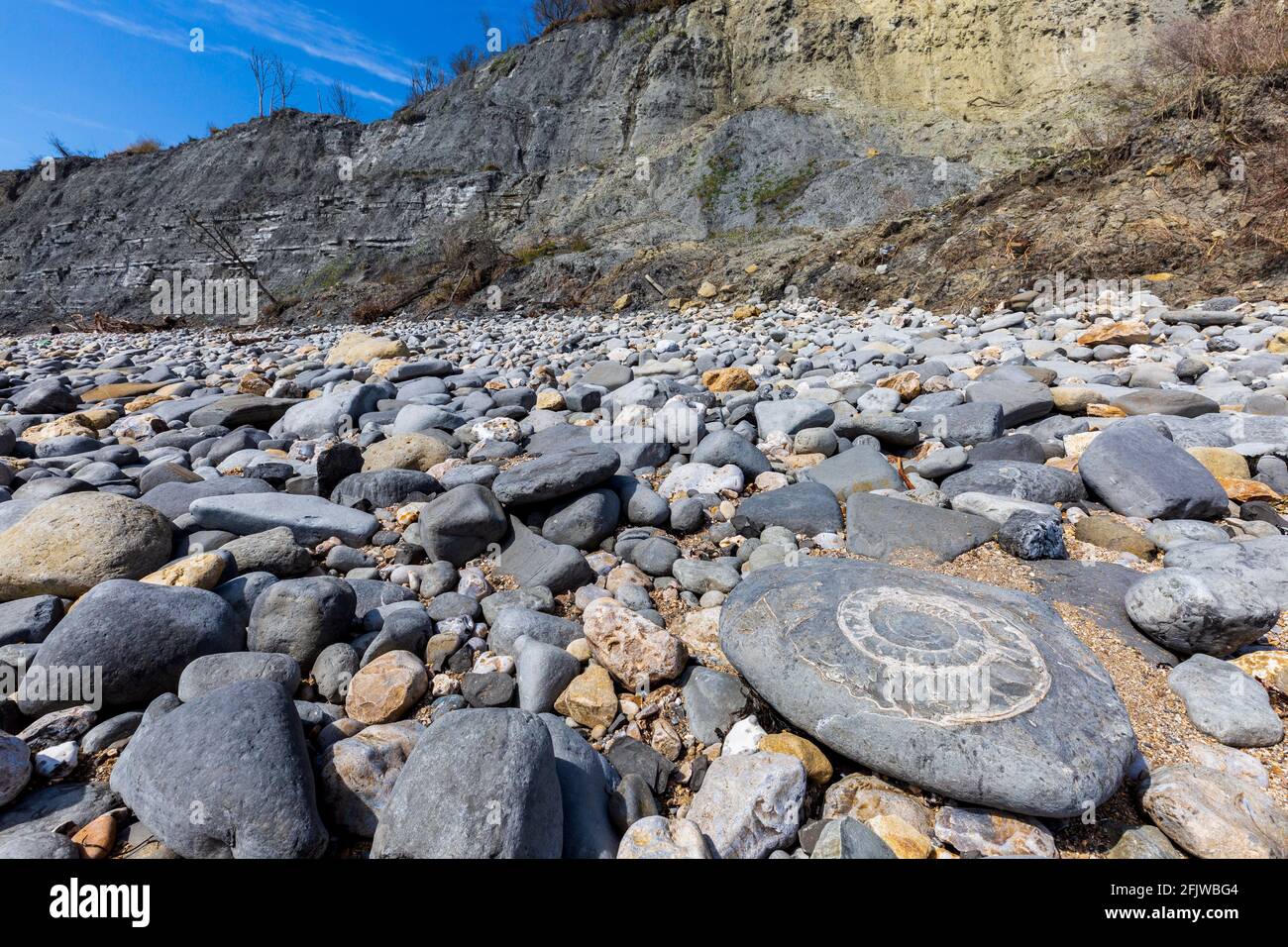 Ein versteinerte Ammonit am Monmouth Beach bei Lyme Regis, Dorset, England Stockfoto