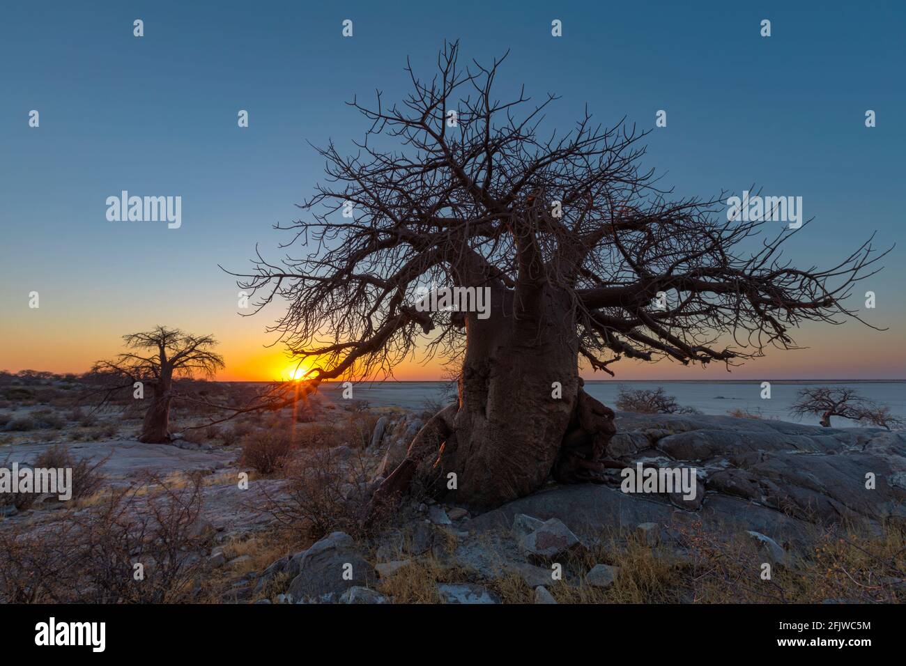 Sonnenuntergang bei Baobab-Bäumen auf Kubu Island Stockfoto