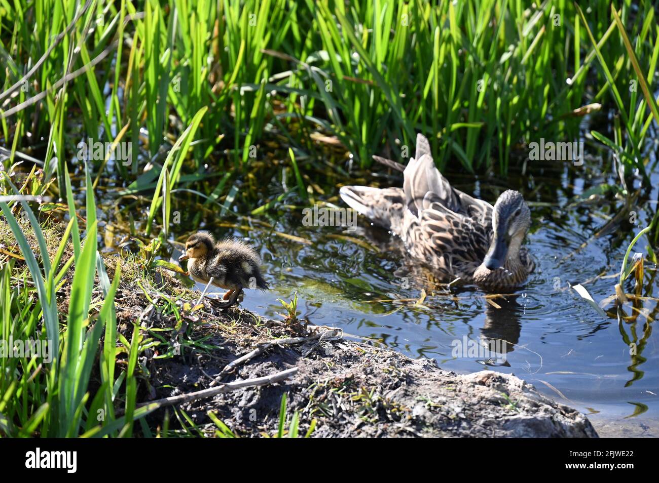 Kent, Großbritannien. Ein klarer, sonniger Tag mit Temperaturen von bis zu 11 Grad. Eine mallardische Ente (Anas platrhynchos) wacht über ihr Entchen. River Cray, Foots Cray Meadows, Sidcup. Kredit: michael melia/Alamy Live Nachrichten Stockfoto