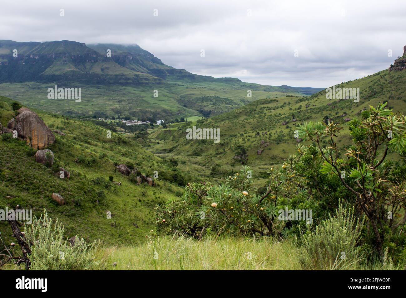 Blick auf einen Ferienort, eingebettet in ein Tal in den Drakensberg-Bergen Südafrikas, mit Zuckerbuschproteinen im Vordergrund Stockfoto