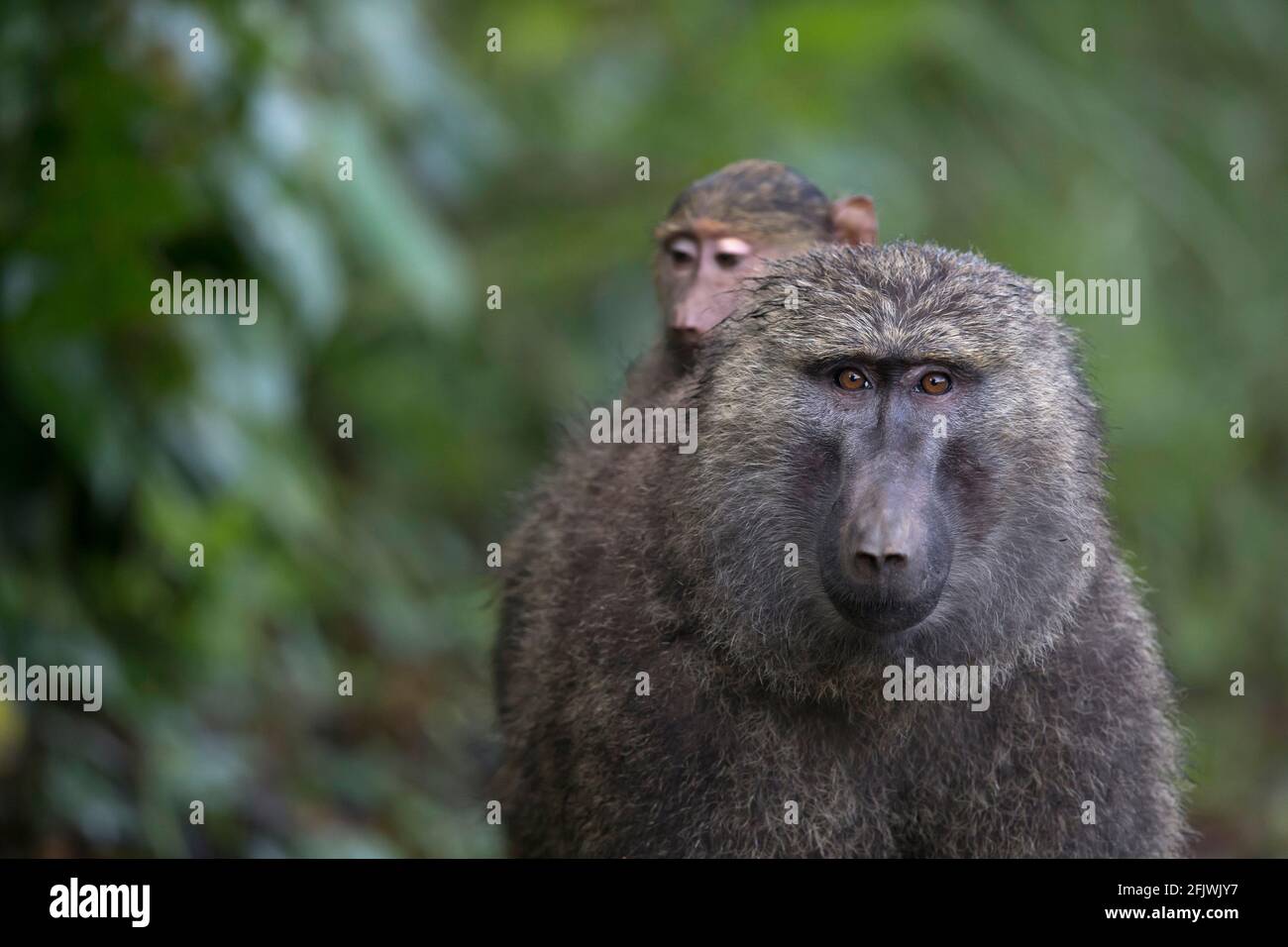 Ein Anubis-Baboon trägt seinen Jungen. Stockfoto