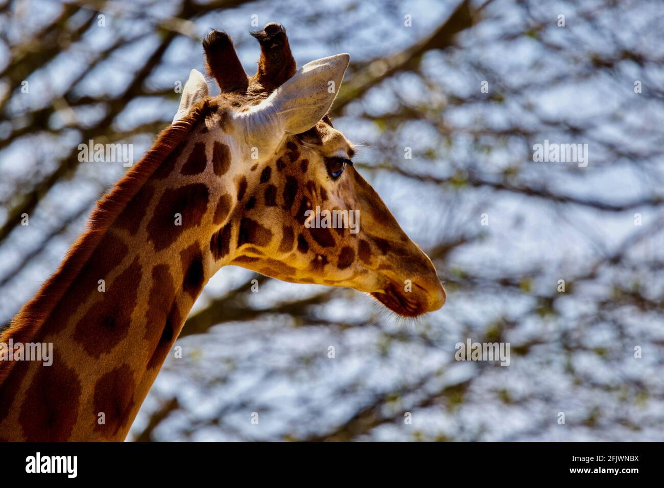 Giraffe (Giraffa camelopardalis) im Cotswold Wildlife Park, Burford, Oxfordshire Stockfoto