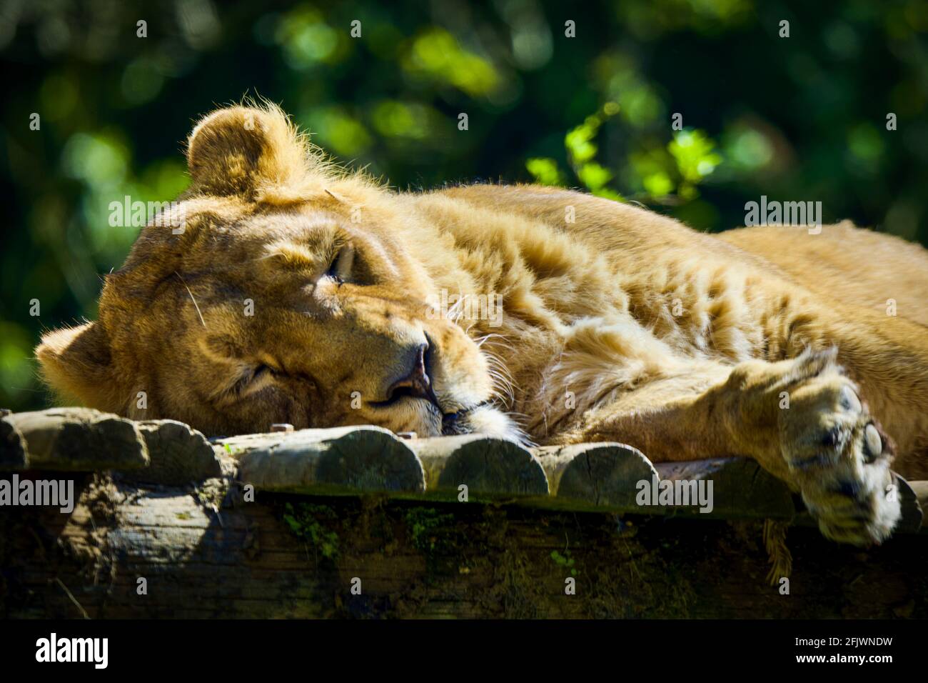 Asiatische Löwin (Panthera leo persicus) im Cotswold Wildlife Park, Burford, Oxfordshire Stockfoto