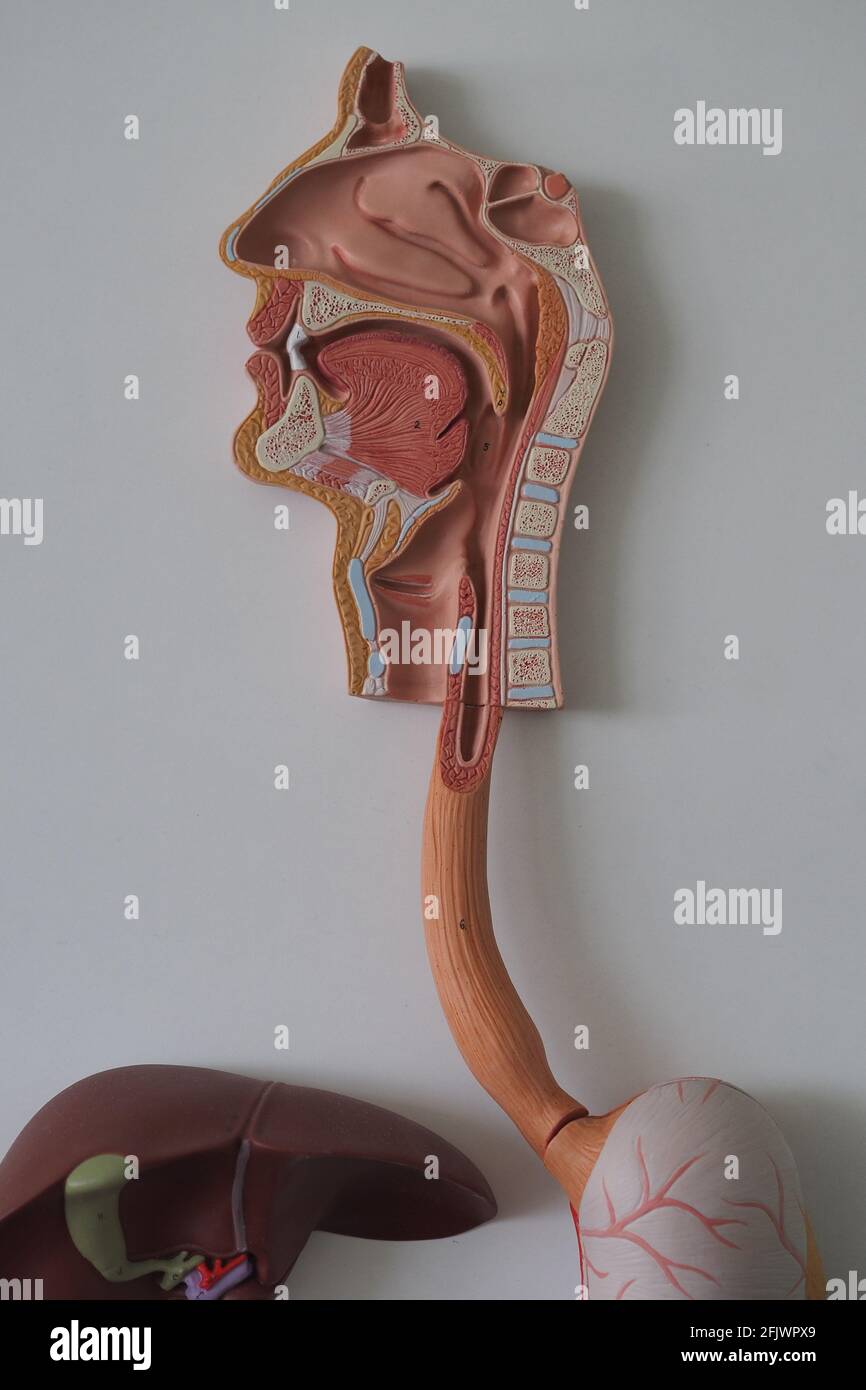 Bildungsmodell des menschlichen Verdauungssystems. Stockfoto