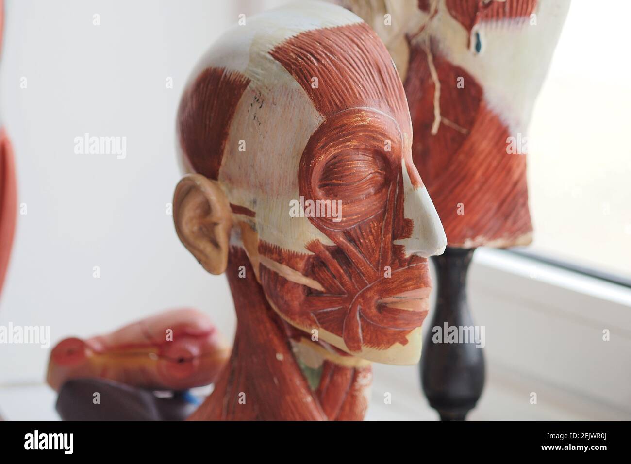 Pädagogisches, dreidimensionales Modell des menschlichen Muskelsystems. Die Muskeln des menschlichen Kopfes. Stockfoto