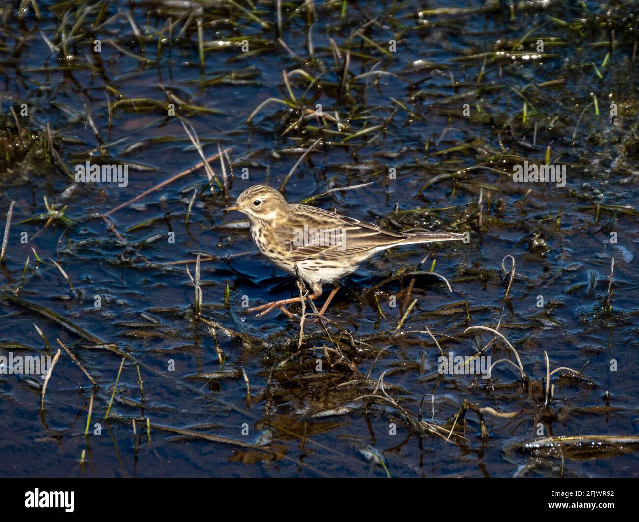 Meadow Pipit (Antus Pratensis) auf Feuchtgebieten im Pentlands Regional Park, West Lothian, Schottland. Stockfoto