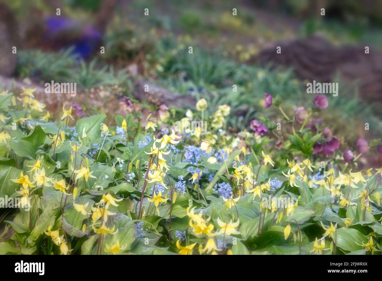 Erythronium 'Pagode', Hundezahnviolett 'Pagode', Erythronium tuolumnense 'Pagode', natürliches Pflanzenportrait Stockfoto