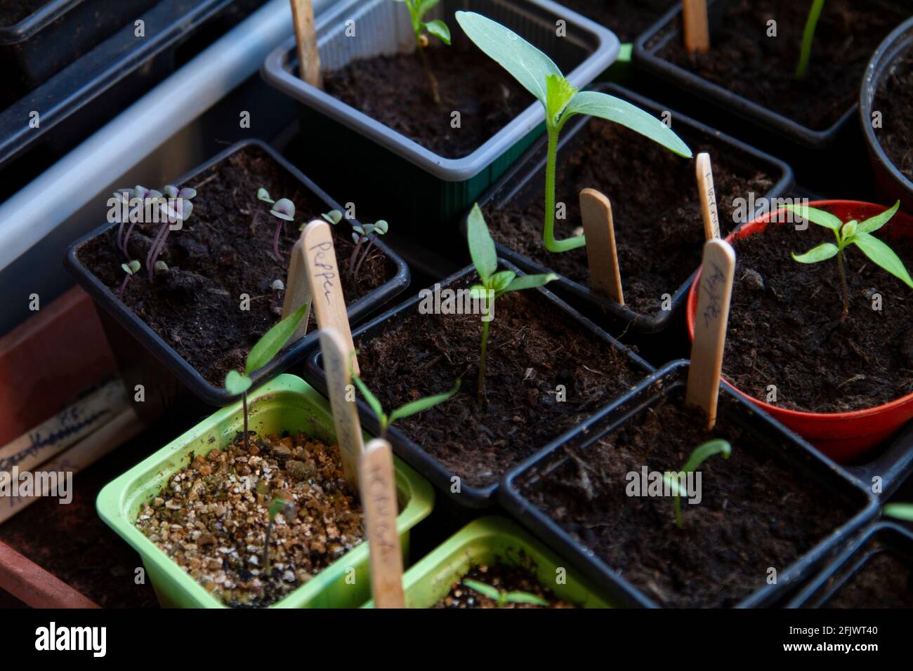 Sämlinge, die im frühen Frühjahr in Innenräumen wachsen Stockfoto