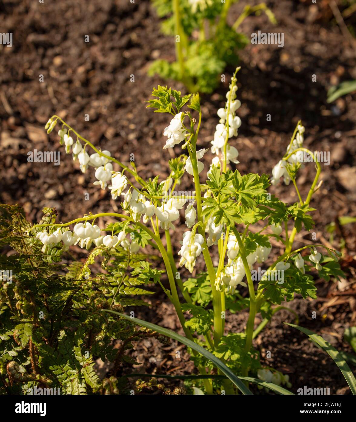 Lamprocapnos spectabilis 'Alba', weiß blutendes Herz, das im Frühjahr blüht Stockfoto