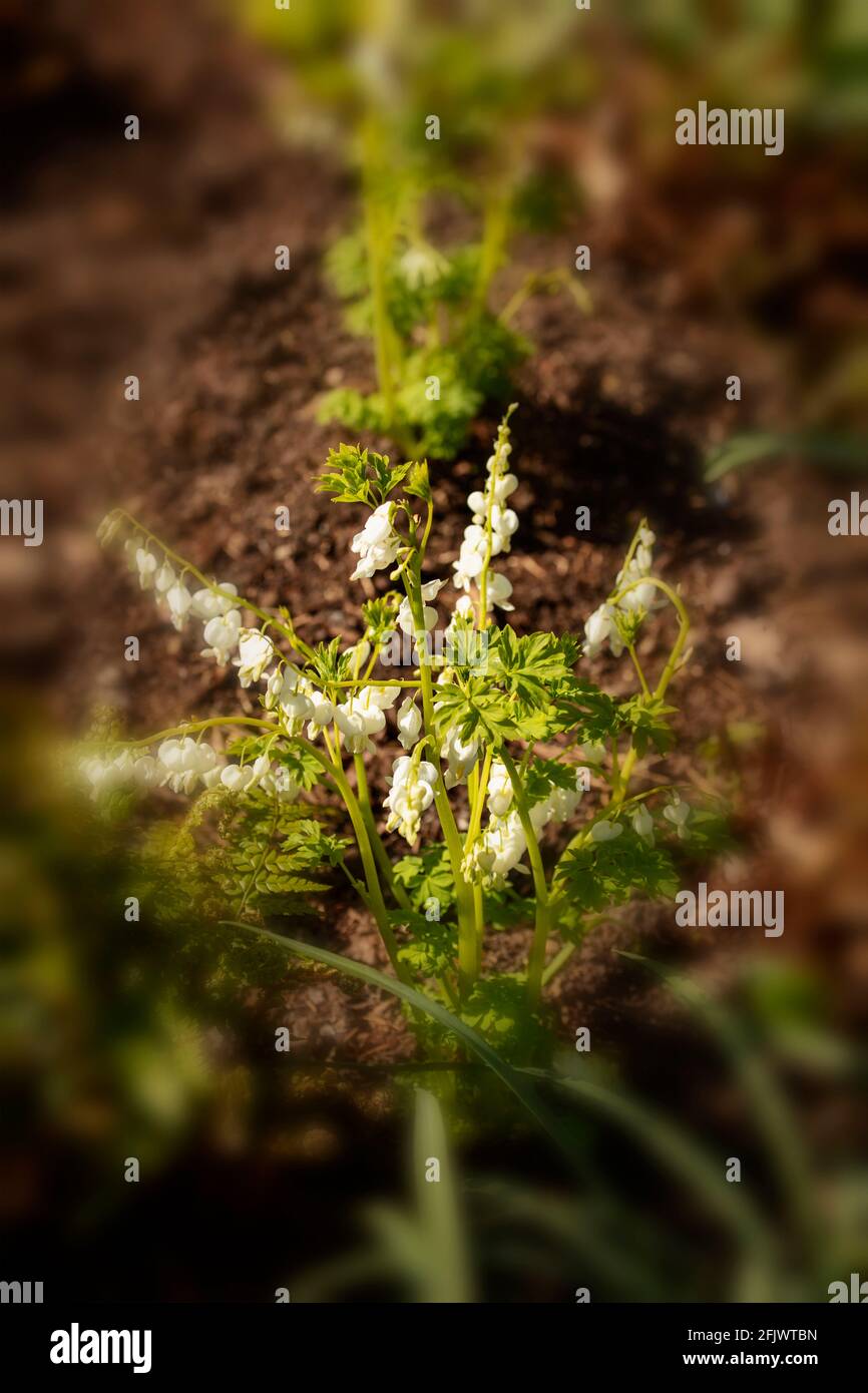 Lamprocapnos spectabilis 'Alba', weiß blutendes Herz, das im Frühjahr blüht Stockfoto