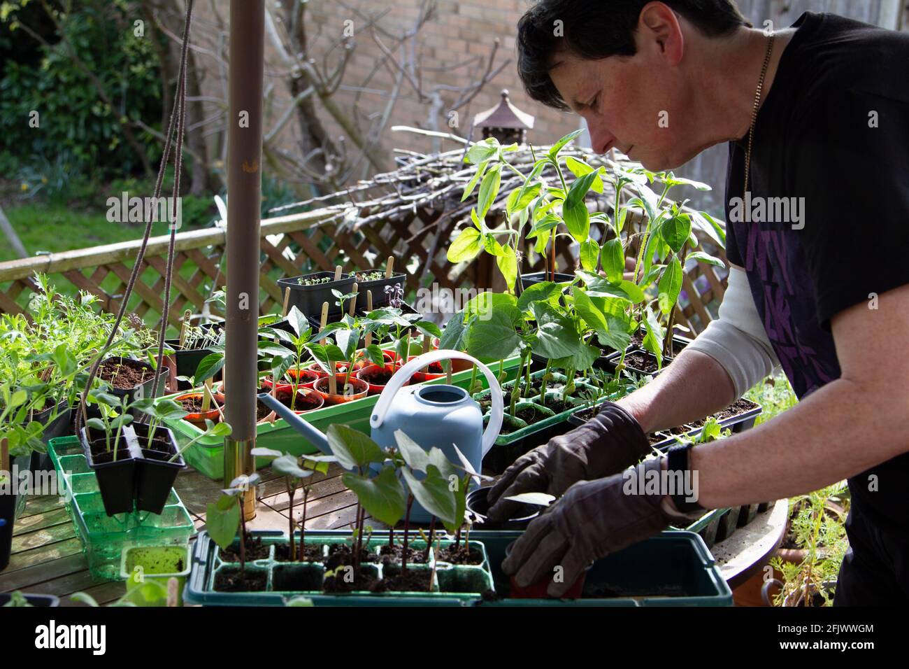 Eintopfen auf Pflanzen, die aus Samen wachsen Stockfoto