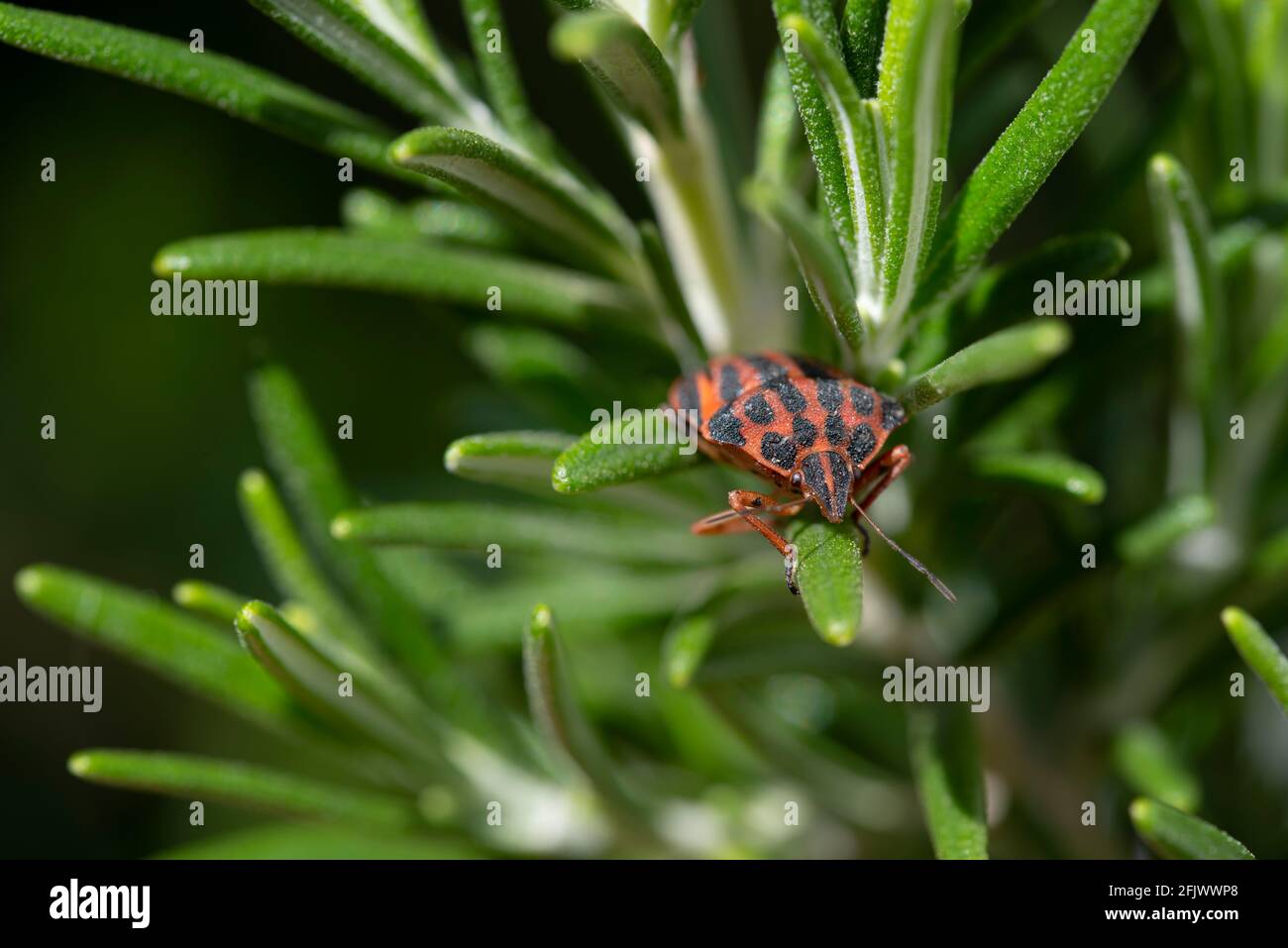 Nahaufnahme eines roten und schwarzen Streifenwanzes (Graphihosoma italicum) Aus den Blättern der Rosmarinzweige spässt Stockfoto