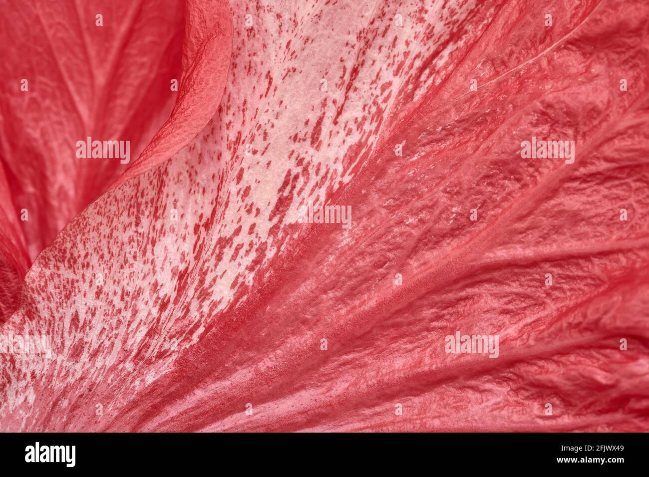 Nahaufnahme des Blütenblattes der Hibiskusblüte. Abstrakter natürlicher Hintergrund. Rote Farbe, Blütenstruktur. Stockfoto