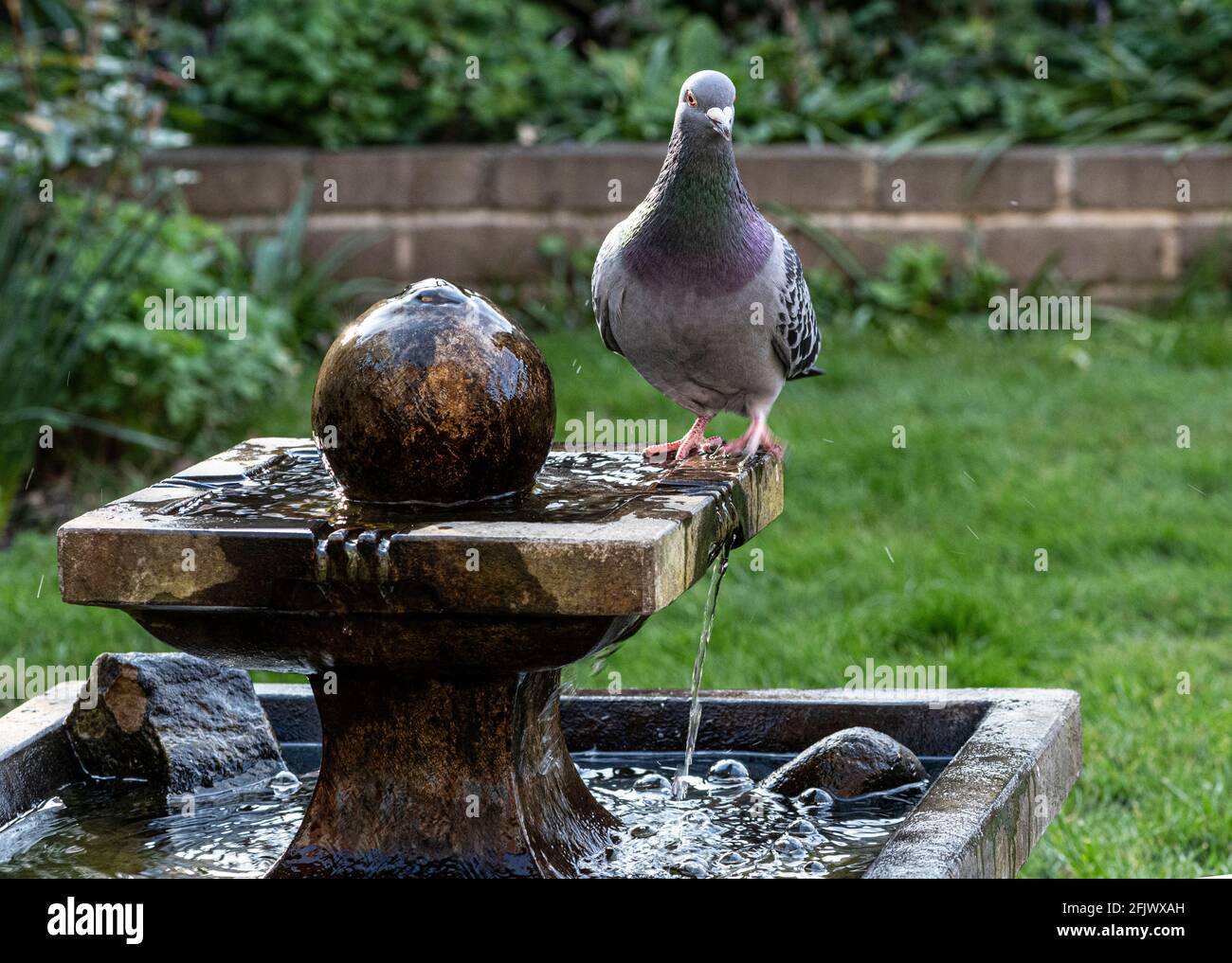 feral-Taube auf Gartenwasser-Funktion Stockfoto