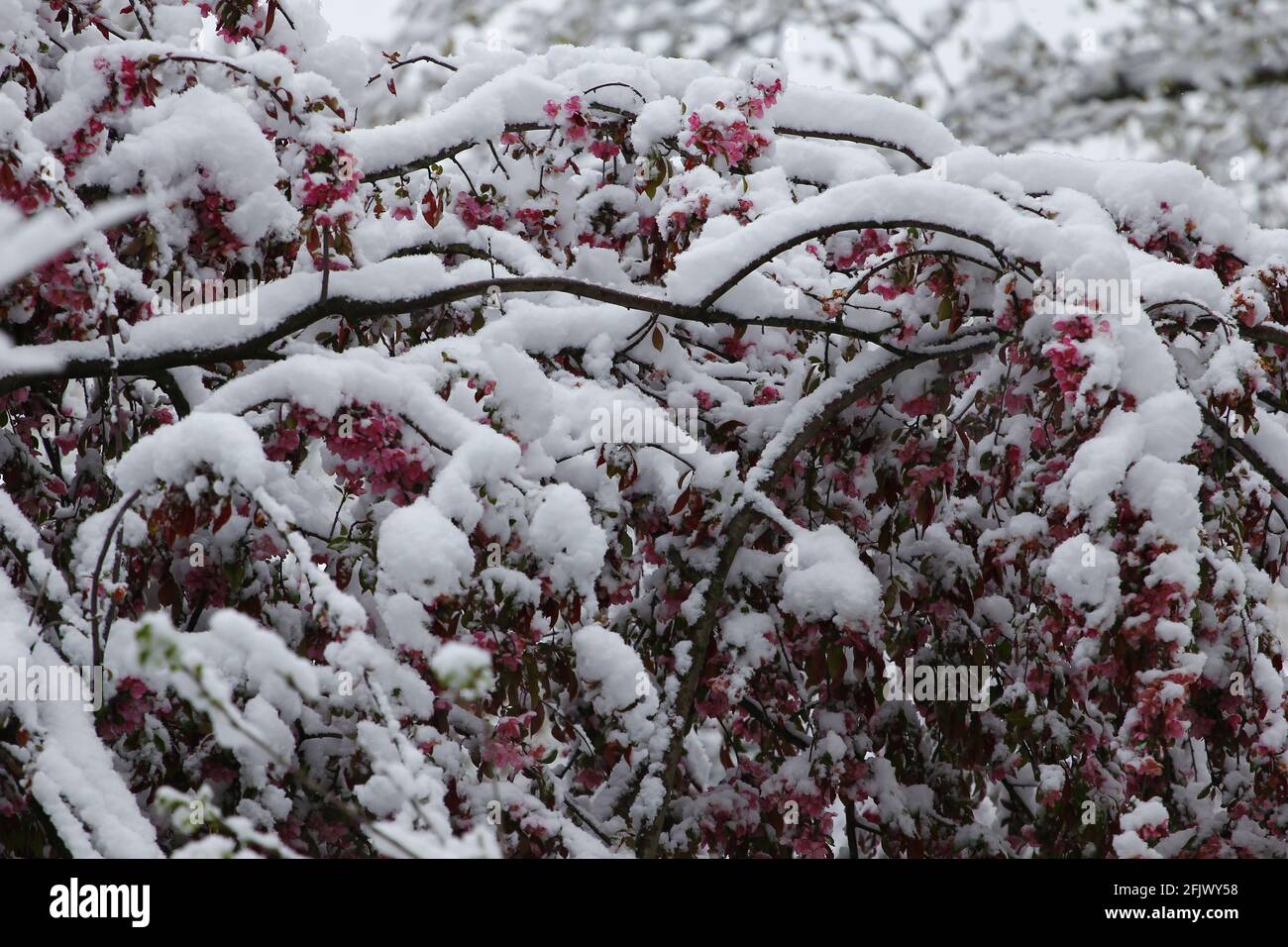 Schwerer, Nasser Frühlingsschnee Stockfoto