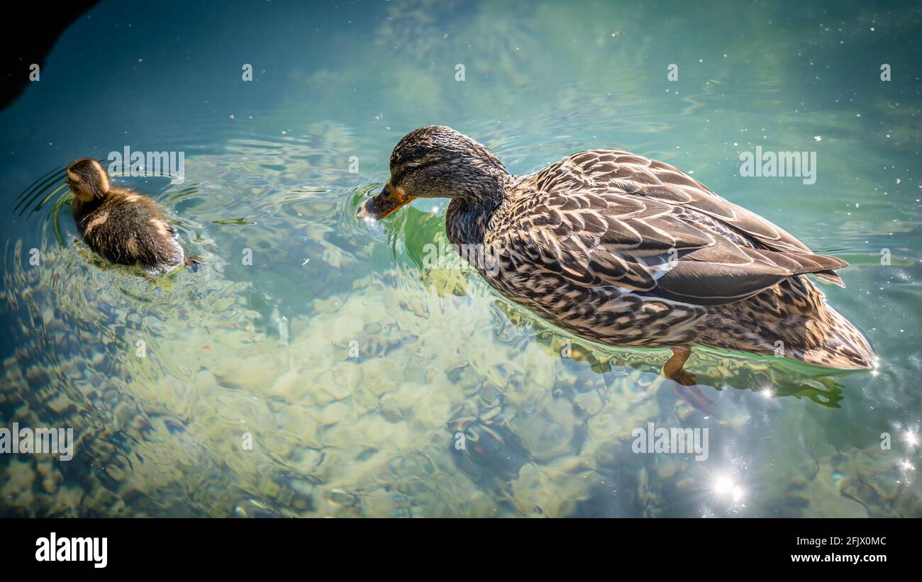 Eine Erwachsene weibliche Mandarinente mit Entchen. Aix galericulata. Schwimmen im Genfer See, Schweiz. Schönheit in der Natur. Stockfoto