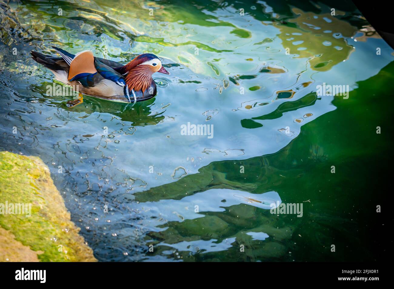 Eine Erwachsene männliche Mandarinente. Aix galericulata. Schwimmen im Genfer See, Schweiz. Schönheit in der Natur. Stockfoto