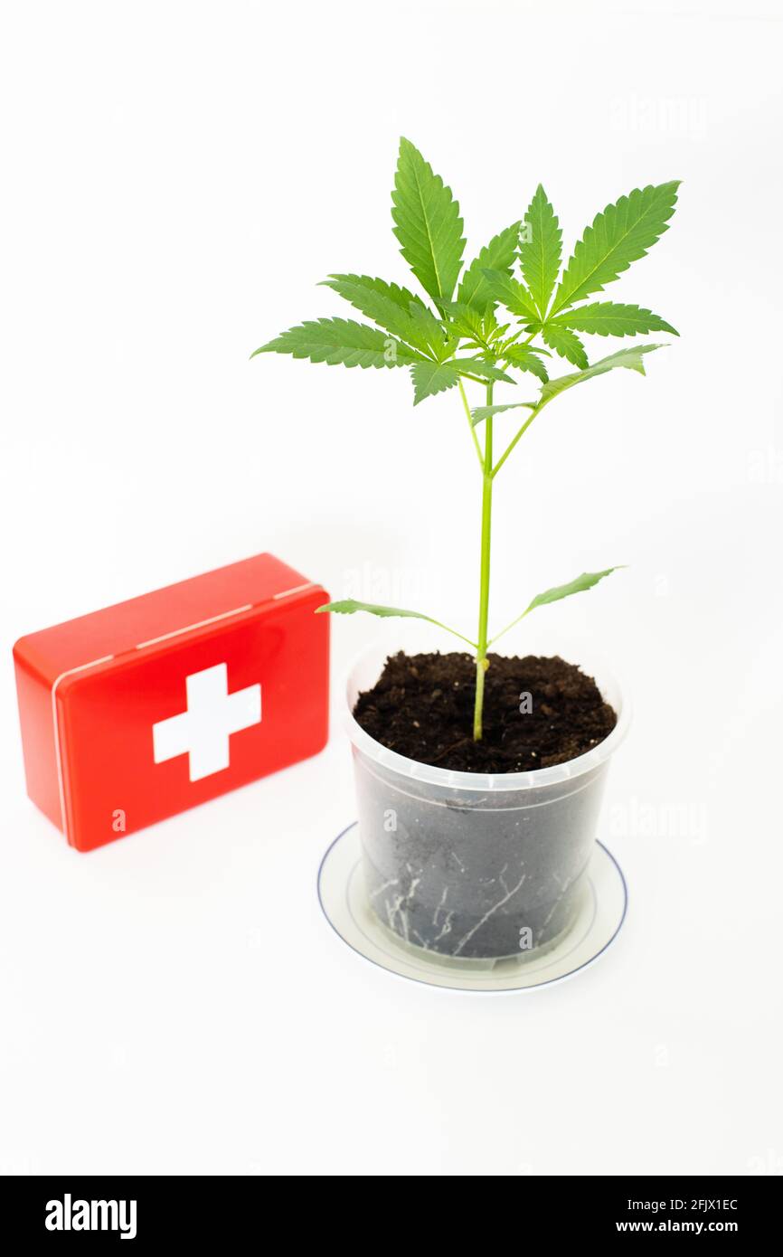 Alternative Medizin, Symbolik, Konzept, Cannabispflanze und erste-Hilfe-Kasten Stockfoto