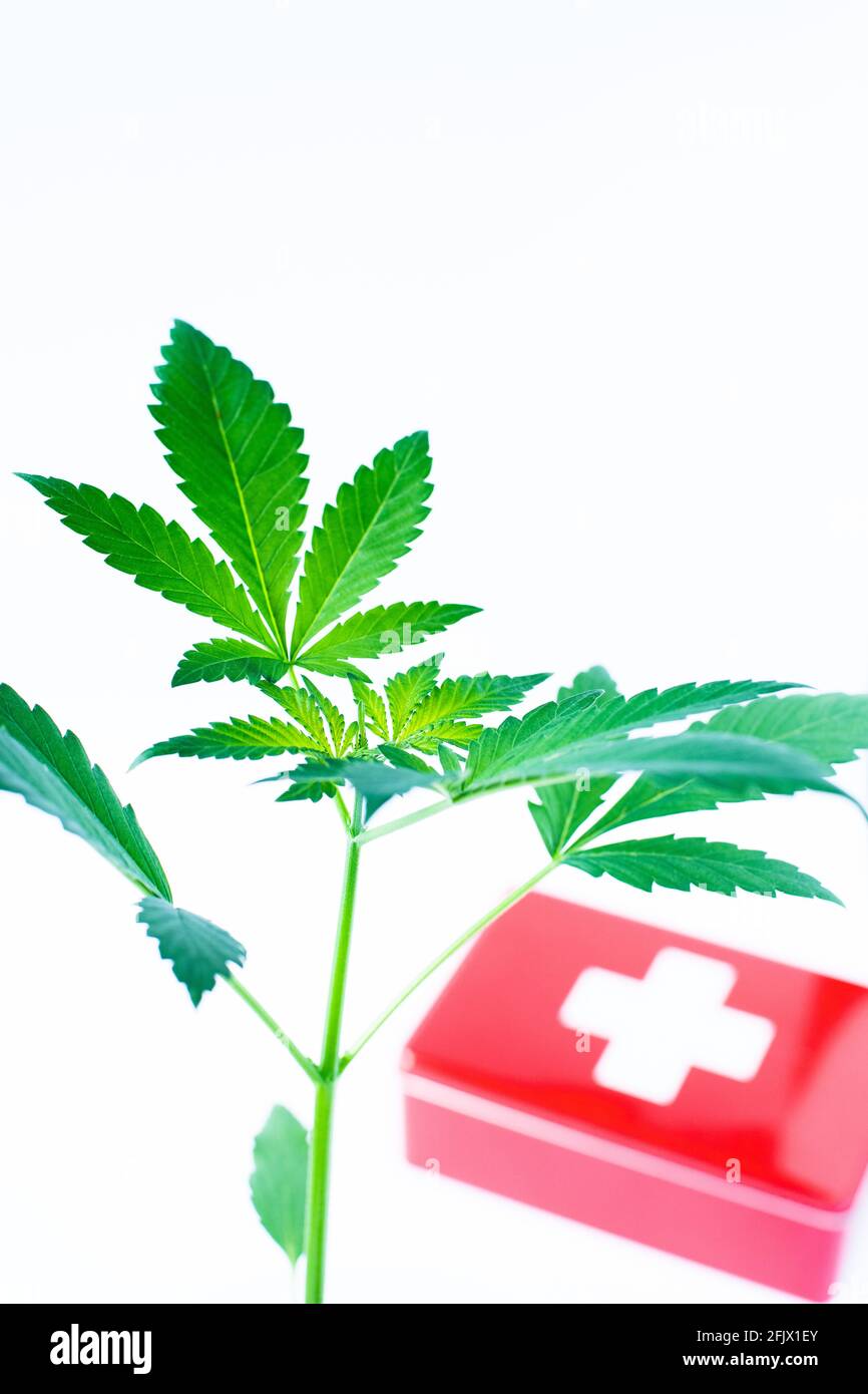 Medizinisches Cannabis, Cannabispflanze und erste-Hilfe-Kasten, weißer Hintergrund, High-Key, mittlere Aufnahme, vertikales Format Stockfoto
