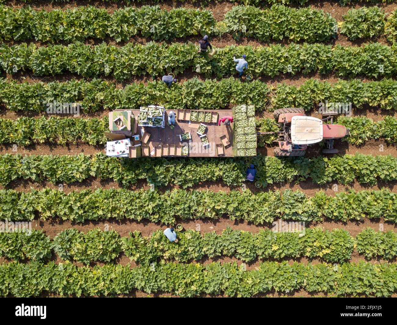 Bauern laden frisch geerntete Zucchini in Kisten auf einen Traktor-Anhänger auf dem Agrarfeld. Luftaufnahme. Stockfoto