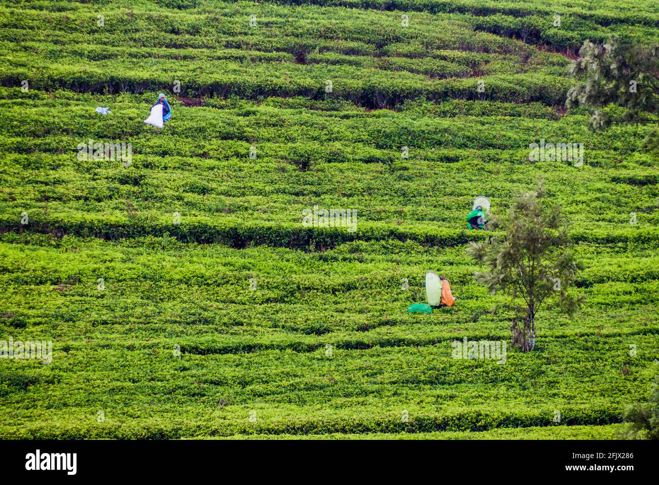 DAMBATENNE, SRI LANKA - 15. JULI 2016: Arbeiter von Teeplantagen in der Nähe des Dorfes Dambatenne. Stockfoto