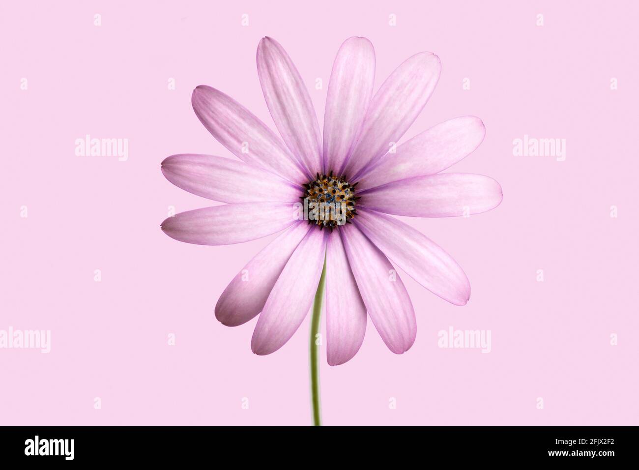 Lila Cape marguerite Blume isoliert auf violettem Hintergrund. Dimorphotheca ecklonis Stockfoto