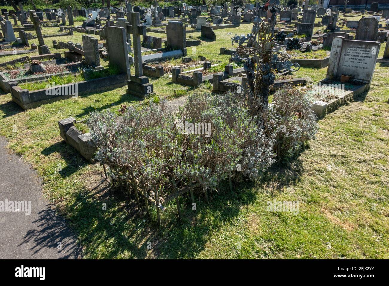 Das überwuchert Grab des Schauspielers Ralph Bates (Poldark/Dear John) auf dem Chiswick Cemetery, Staveley Gardens, London, Großbritannien. Stockfoto