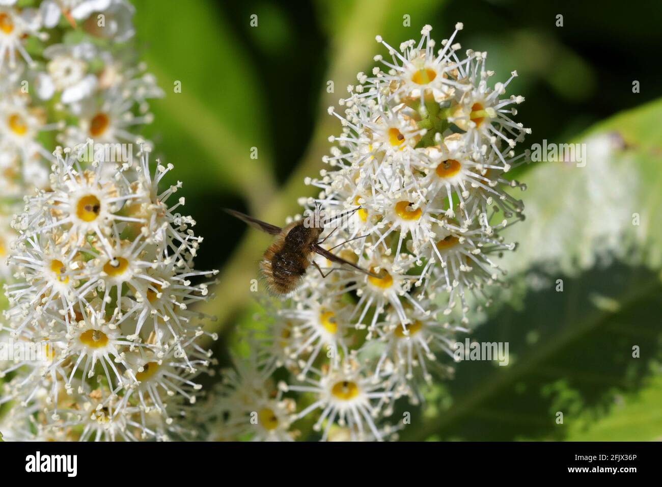 Eine Bienenfliege mit dunklen Kanten (Bombylius major), die sich von den weißen Blüten eines Kirschlaurels (Prunus laurocerasus) ernährt Stockfoto