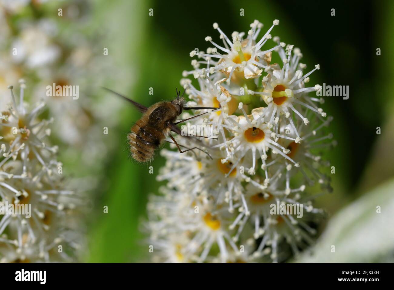 Eine Bienenfliege mit dunklen Kanten (Bombylius major), die sich von den weißen Blüten eines Kirschlaurels (Prunus laurocerasus) ernährt Stockfoto