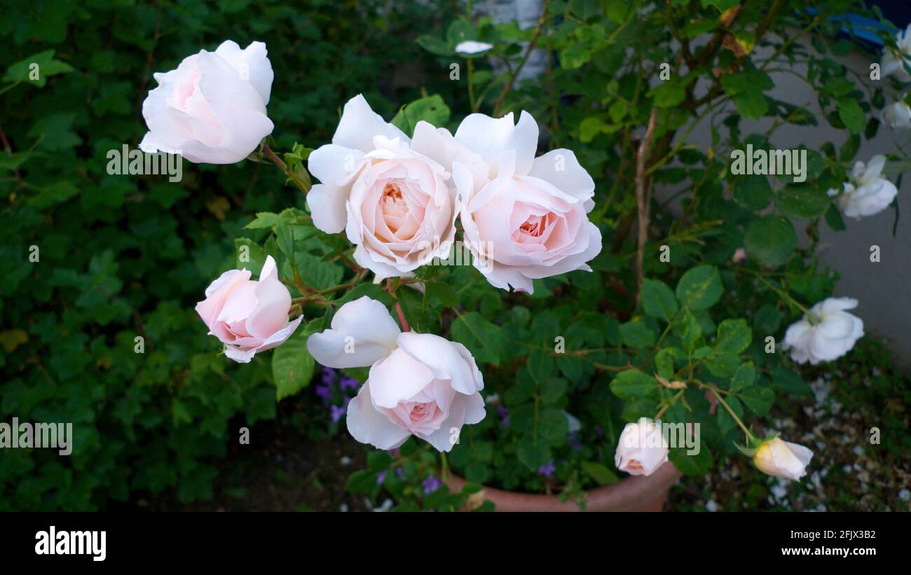 Englische Rosa „Crocus Rose“ Rosa Ausquest Rosenbusch Rose wächst in einer Topfblüte und blüht im Sommer Carmarthenshire Wales Großbritannien KATHY DEWITT Stockfoto