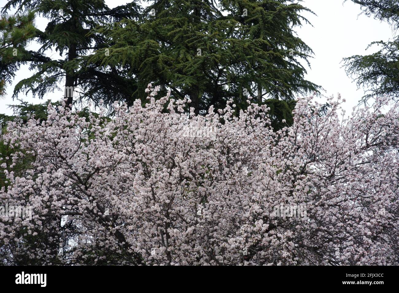 Blühende Bäume Frühling in Ankara Stockfoto