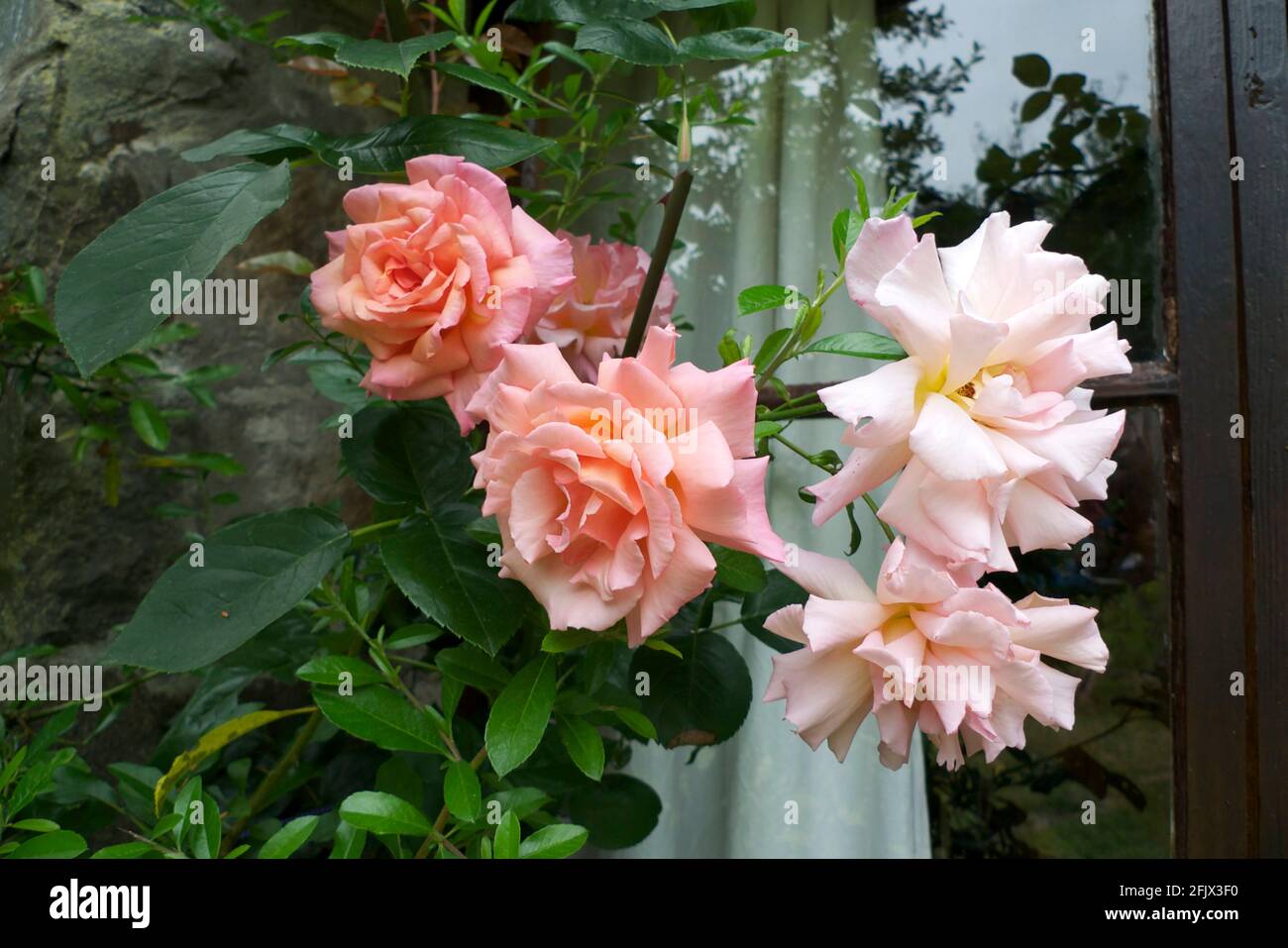 Coral Pink Compassion stieg aufrecht auf kletternde Rosen in Blüte, die im Juli in einem Sommergarten in Carmarthenshire Wales UK KATHY DEWITT wachsen Stockfoto