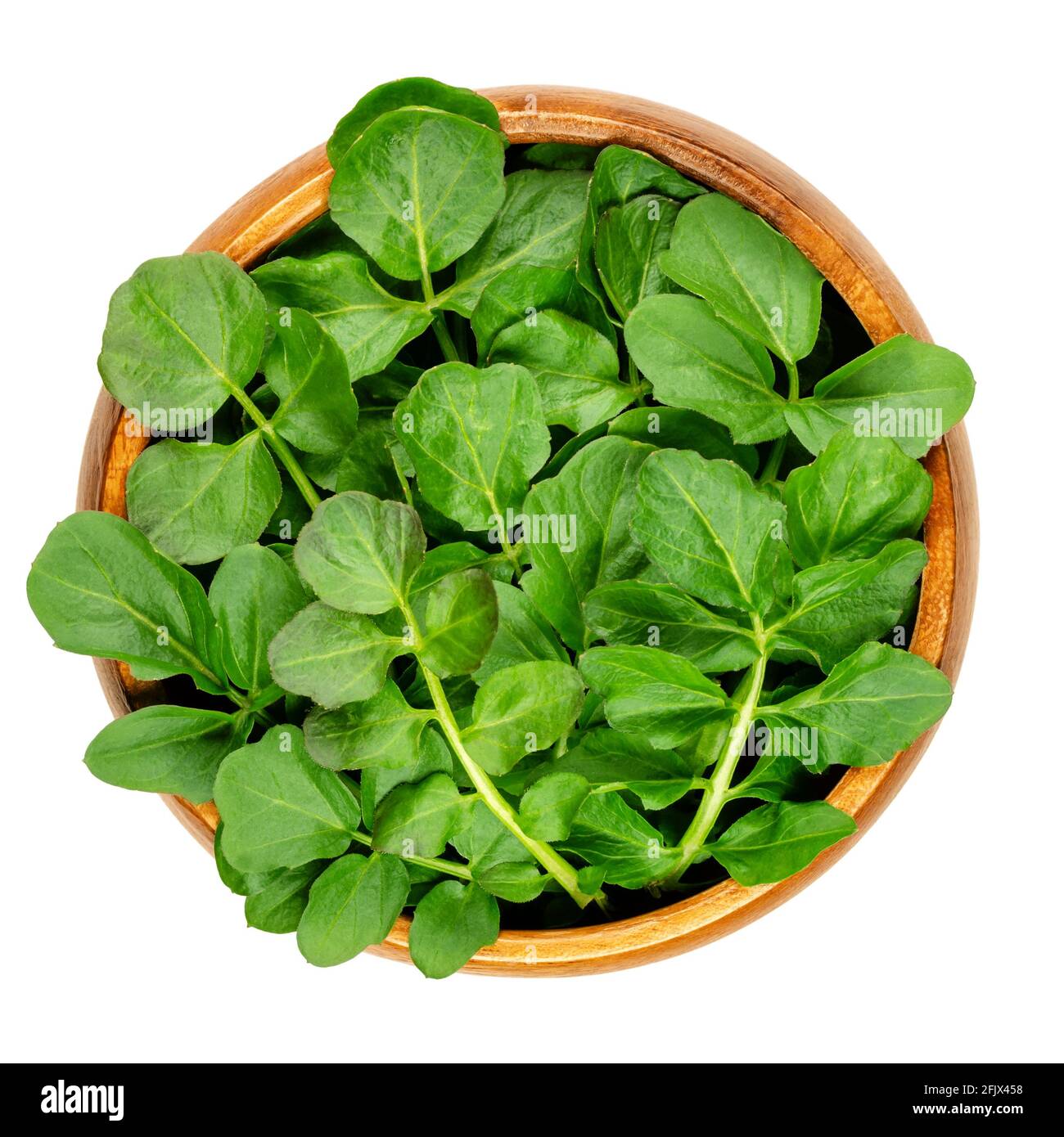 Brunnenkresse Blätter in einer Holzschale. Frische Gelbkresse, Nasturtium officinale. Blattgemüse mit pikantem Geschmack. Wassergemüse oder -Kräuter. Nahaufnahme. Stockfoto
