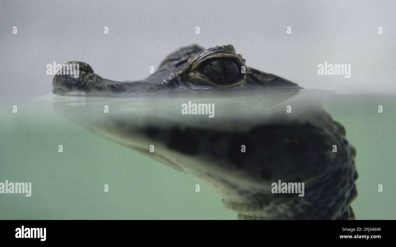 Baby Krokodil mit Kopf, der über Wasser guckt Stockfoto