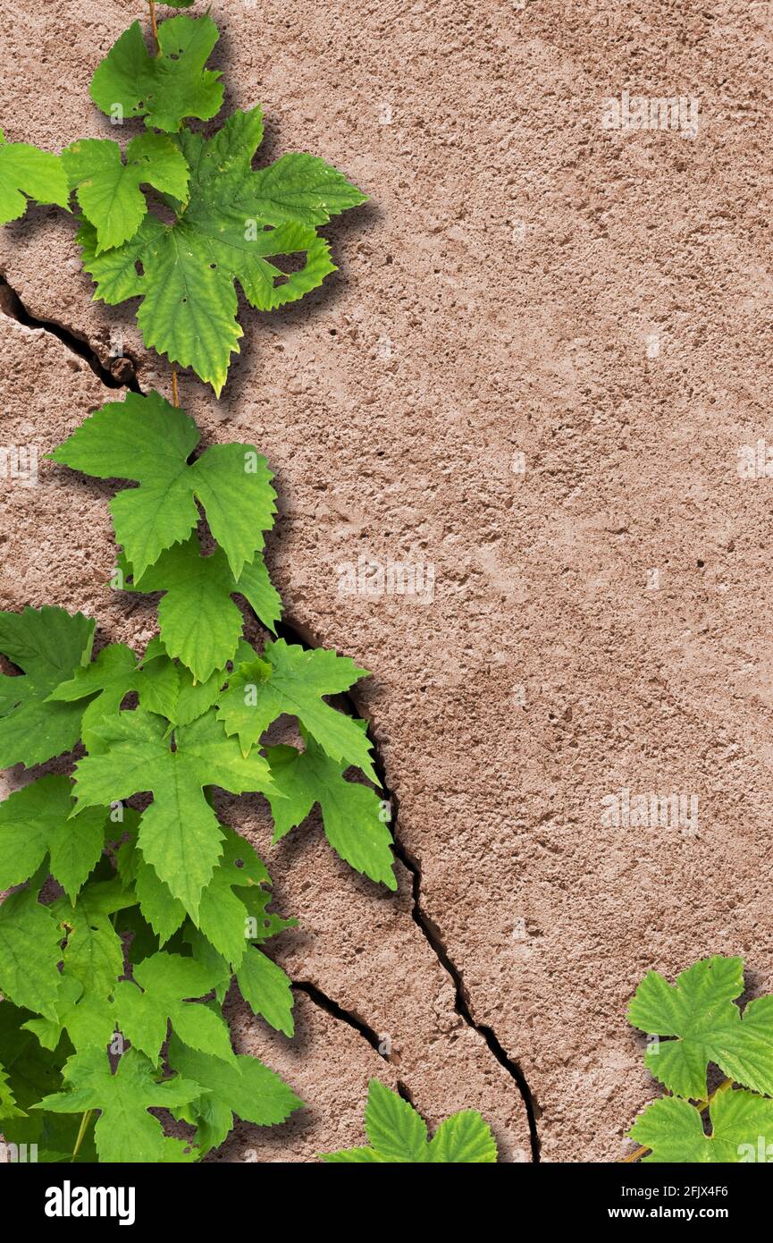 Hüpfen (Humulus lupulus) auf alte und rissige Steinmauer Stockfoto