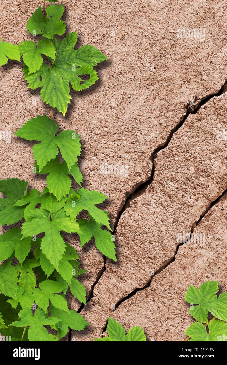 Hüpfen (Humulus lupulus) auf alte und rissige Steinmauer Stockfoto