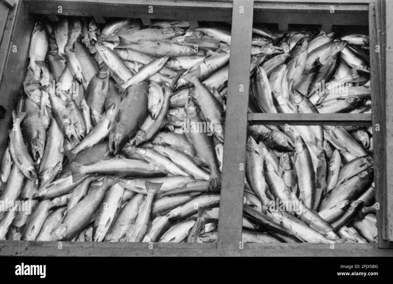 Salmon, Astoria, Oregon, September 1941 Stockfoto