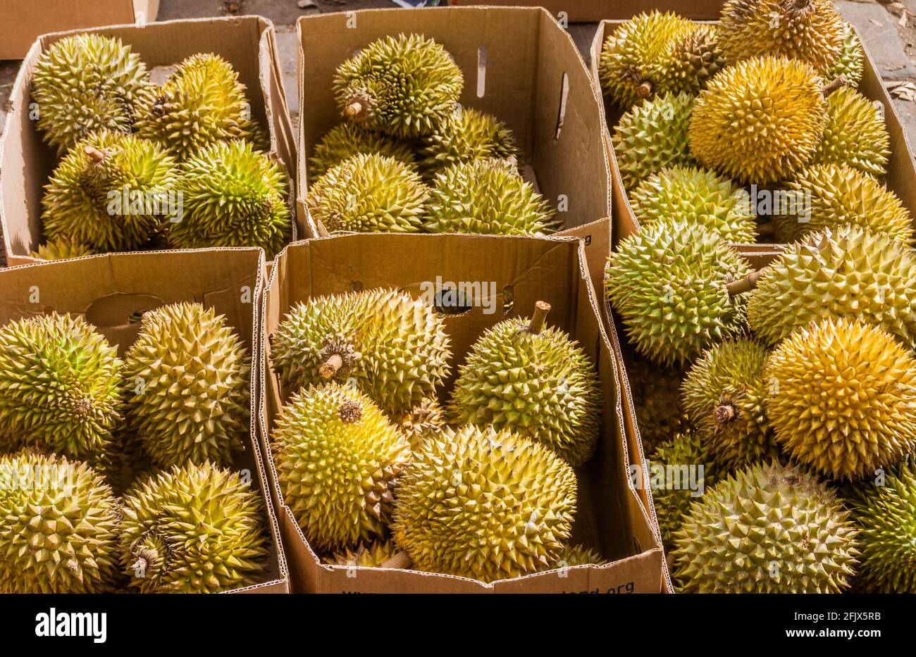 Boxen mit Durians auf dem Manning Market in Colombo, Sri Lanka Stockfoto