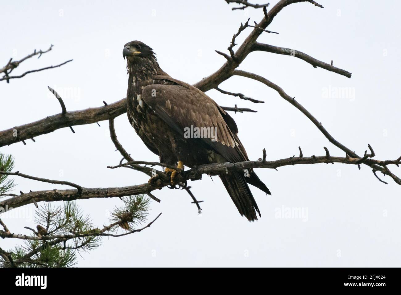 Goldener Adler sitzt an einem regnerischen Tag auf einem Baum. Greifvögel. Aquila chrysaetos. Tierwelt im Jasper National Park, Alberta, Kanada. Vögel von Nord Amer Stockfoto